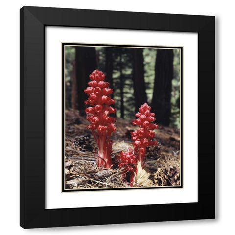 CA, Sierra Nevada Red forest plant Black Modern Wood Framed Art Print with Double Matting by Talbot Frank, Christopher