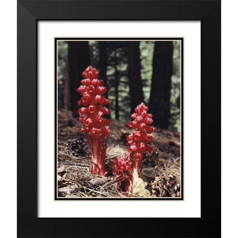 CA, Sierra Nevada Red forest plant Black Modern Wood Framed Art Print with Double Matting by Talbot Frank, Christopher