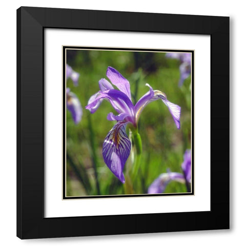 CA, Sierra Nevada Iris flower in the Sierras Black Modern Wood Framed Art Print with Double Matting by Talbot Frank, Christopher