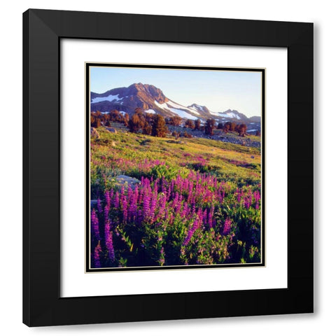 CA, Sierra Nevada Lupine flowers at Carson Pass Black Modern Wood Framed Art Print with Double Matting by Talbot Frank, Christopher