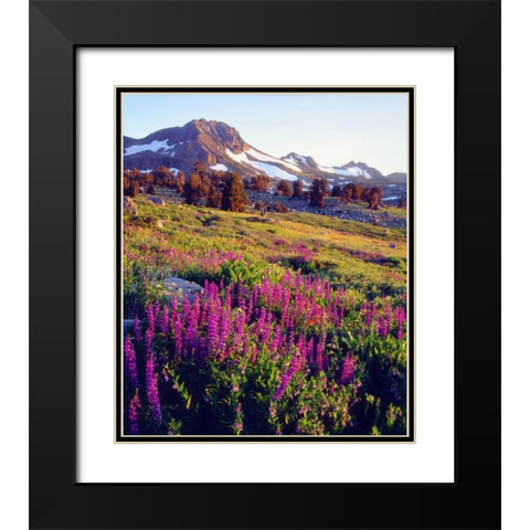 CA, Sierra Nevada Lupine flowers at Carson Pass Black Modern Wood Framed Art Print with Double Matting by Talbot Frank, Christopher