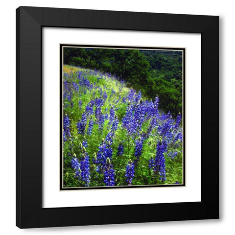 CA, Sierras, Sequoia NP Lupines in the forest Black Modern Wood Framed Art Print with Double Matting by Talbot Frank, Christopher