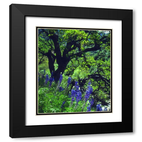 CA, Sierras, Sequoia NP Lupines in the forest Black Modern Wood Framed Art Print with Double Matting by Talbot Frank, Christopher