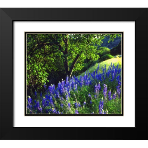 CA, Sierra Nevada Lupine flowers in the forest Black Modern Wood Framed Art Print with Double Matting by Talbot Frank, Christopher