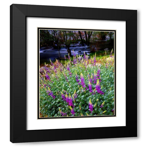 CA, Sierra Nevada Lupines in the High Sierra Black Modern Wood Framed Art Print with Double Matting by Talbot Frank, Christopher