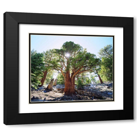 CA, Sierra Nevada Old-growth Juniper tree Black Modern Wood Framed Art Print with Double Matting by Talbot Frank, Christopher