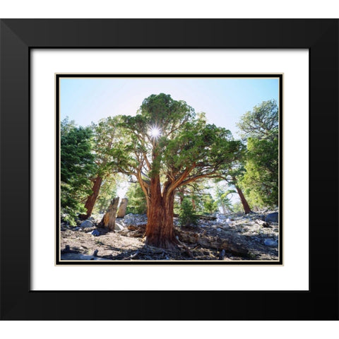 CA, Sierra Nevada Old-growth Juniper tree Black Modern Wood Framed Art Print with Double Matting by Talbot Frank, Christopher