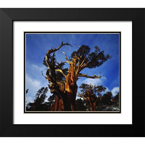CA, Sierra Nevada Old-growth Juniper trees Black Modern Wood Framed Art Print with Double Matting by Talbot Frank, Christopher