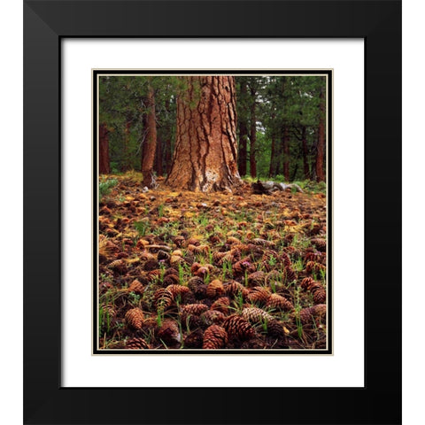 CA, Sierra Nevada Old-growth Ponderosa tree Black Modern Wood Framed Art Print with Double Matting by Talbot Frank, Christopher