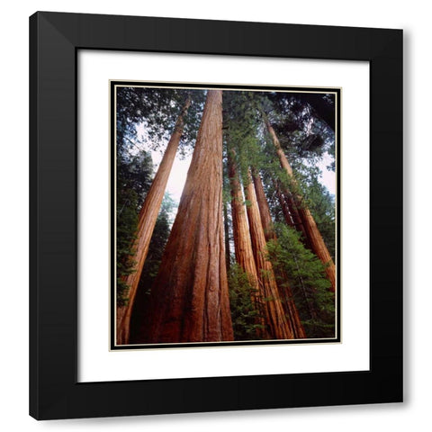 CA, Sierra Nevada Old-growth Sequoia Redwood Black Modern Wood Framed Art Print with Double Matting by Talbot Frank, Christopher