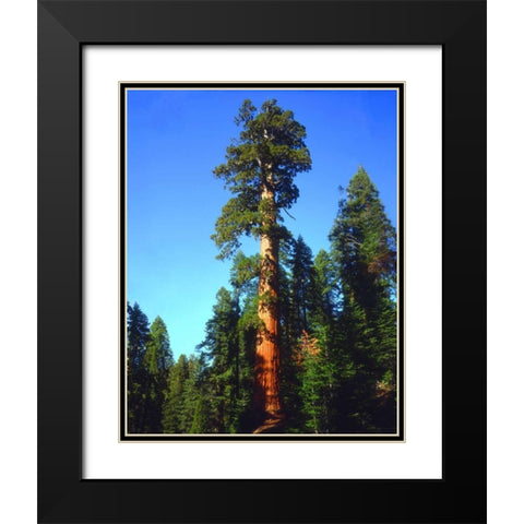 CA, Sierra Nevada Old-growth Sequoia Tree Black Modern Wood Framed Art Print with Double Matting by Talbot Frank, Christopher