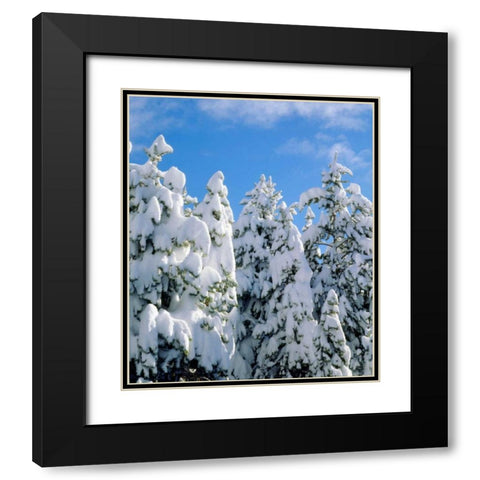 CA, Sierra Nevada Snowy trees in the Sierras Black Modern Wood Framed Art Print with Double Matting by Talbot Frank, Christopher