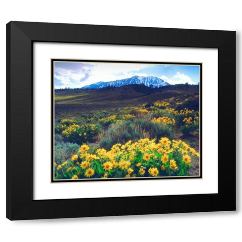 California, Sierra Nevada Flowers in the Sierras Black Modern Wood Framed Art Print with Double Matting by Talbot Frank, Christopher