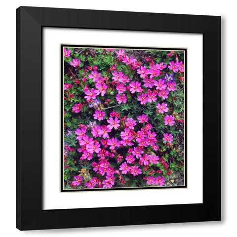 California, Sierra Nevada Flowers in the Sierras Black Modern Wood Framed Art Print with Double Matting by Talbot Frank, Christopher
