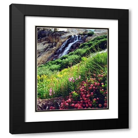 California, Sierra Nevada flowers in the Sierras Black Modern Wood Framed Art Print with Double Matting by Talbot Frank, Christopher