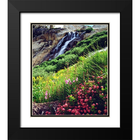 California, Sierra Nevada flowers in the Sierras Black Modern Wood Framed Art Print with Double Matting by Talbot Frank, Christopher