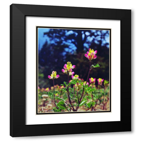 California, Sierra Nevada flowers in the Sierras Black Modern Wood Framed Art Print with Double Matting by Talbot Frank, Christopher