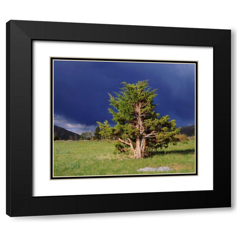 CA, Sierra Nevada Juniper trees and storm clouds Black Modern Wood Framed Art Print with Double Matting by Talbot Frank, Christopher