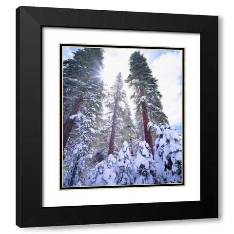 California, High Sierra, Snow-covered Red Fir Black Modern Wood Framed Art Print with Double Matting by Talbot Frank, Christopher