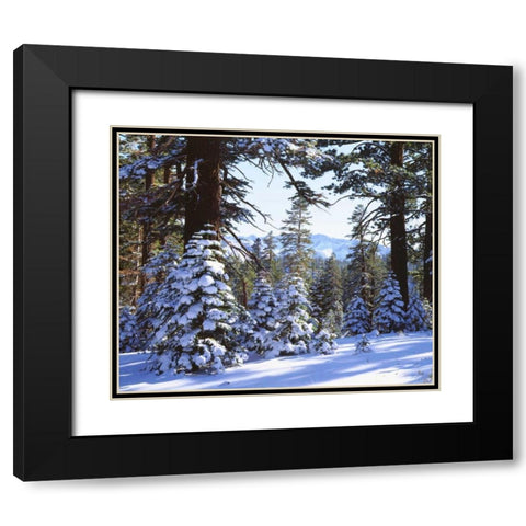 California, High Sierra, Snow-covered Red Fir Black Modern Wood Framed Art Print with Double Matting by Talbot Frank, Christopher