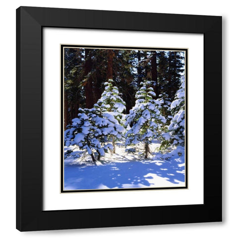 California, High Sierra, Snow-covered Red Fir Black Modern Wood Framed Art Print with Double Matting by Talbot Frank, Christopher