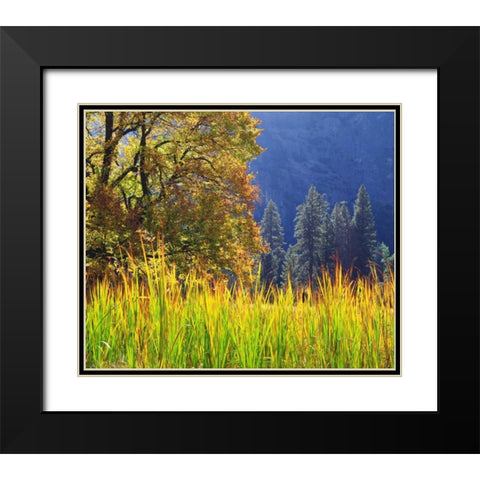 California, Yosemite Oak with autumn foliage Black Modern Wood Framed Art Print with Double Matting by Talbot Frank, Christopher