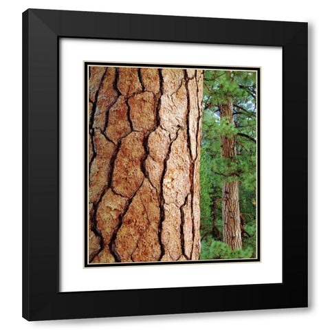USA, California, Yosemite NP Ponderosa Pine Black Modern Wood Framed Art Print with Double Matting by Talbot Frank, Christopher