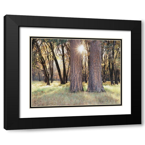 California, Yosemite Sunset through the forest Black Modern Wood Framed Art Print with Double Matting by Talbot Frank, Christopher
