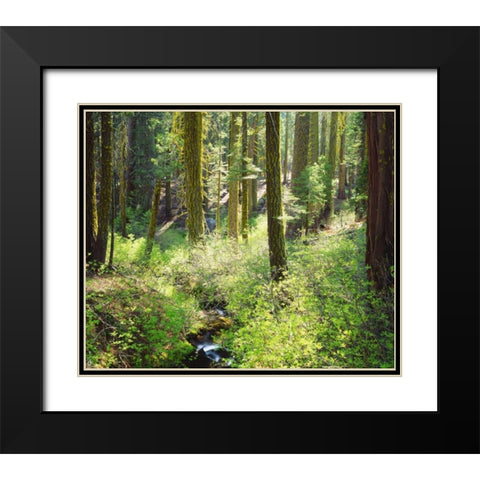 CA, A lush forest in the Western High Sierra Black Modern Wood Framed Art Print with Double Matting by Talbot Frank, Christopher