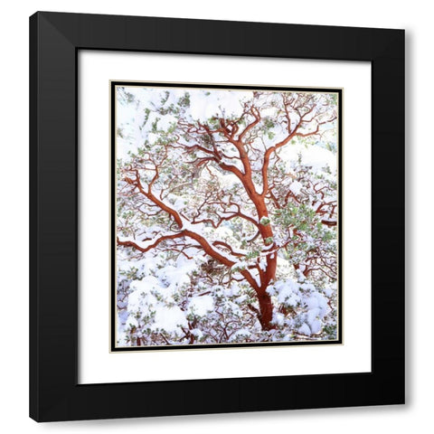 USA, California A snow-covered manzanita bush Black Modern Wood Framed Art Print with Double Matting by Talbot Frank, Christopher