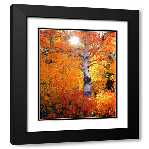 CA, Autumn of aspen trees in the Sierra Nevada Black Modern Wood Framed Art Print with Double Matting by Talbot Frank, Christopher