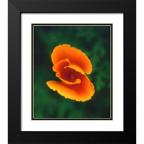 CA, California Poppy, the official state flower Black Modern Wood Framed Art Print with Double Matting by Talbot Frank, Christopher
