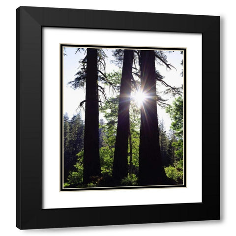CA, Old-growth Red Fir trees in the High Sierra Black Modern Wood Framed Art Print with Double Matting by Talbot Frank, Christopher