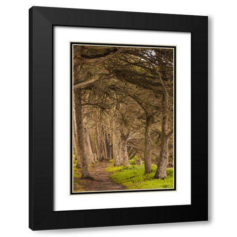 California, Morro Bay Path through the forest Black Modern Wood Framed Art Print with Double Matting by Illg, Cathy and Gordon