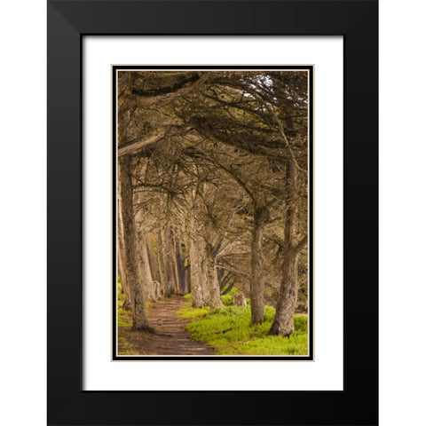 California, Morro Bay Path through the forest Black Modern Wood Framed Art Print with Double Matting by Illg, Cathy and Gordon