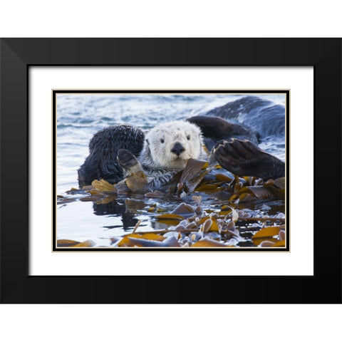 CA, San Luis Obispo, Sea otter wrapped in kelp Black Modern Wood Framed Art Print with Double Matting by Illg, Cathy and Gordon