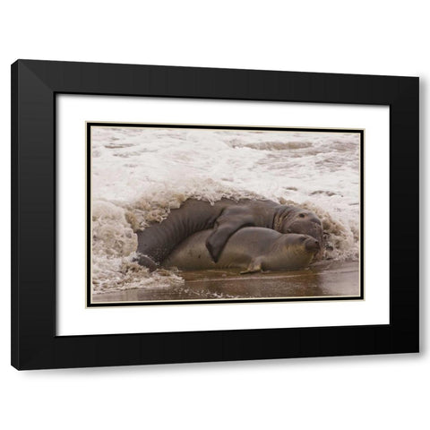 CA, San Luis Obispo Co, Northern elephant seals Black Modern Wood Framed Art Print with Double Matting by Illg, Cathy and Gordon