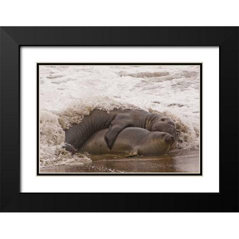 CA, San Luis Obispo Co, Northern elephant seals Black Modern Wood Framed Art Print with Double Matting by Illg, Cathy and Gordon