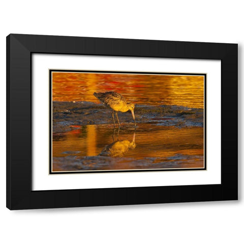 CA, San Luis Obispo Co, Marbled godwit Black Modern Wood Framed Art Print with Double Matting by Illg, Cathy and Gordon