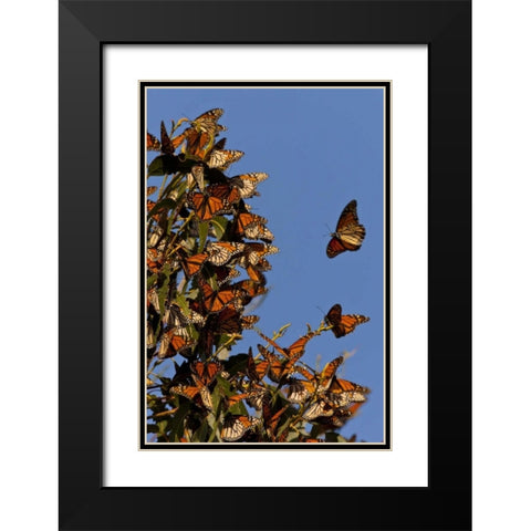CA, San Luis Obispo Co, Monarchs in migration Black Modern Wood Framed Art Print with Double Matting by Illg, Cathy and Gordon