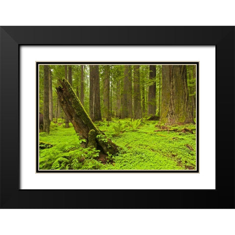 CA, Humboldt Redwoods SP Green forest scenic Black Modern Wood Framed Art Print with Double Matting by Illg, Cathy and Gordon