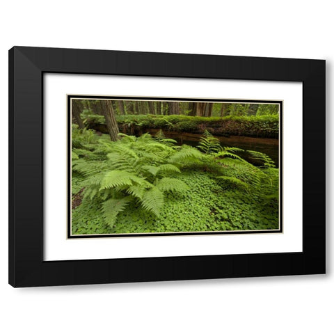 CA, Ferns and sorrel in Humboldt  redwoods forest Black Modern Wood Framed Art Print with Double Matting by Illg, Cathy and Gordon