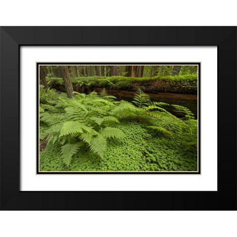 CA, Ferns and sorrel in Humboldt  redwoods forest Black Modern Wood Framed Art Print with Double Matting by Illg, Cathy and Gordon