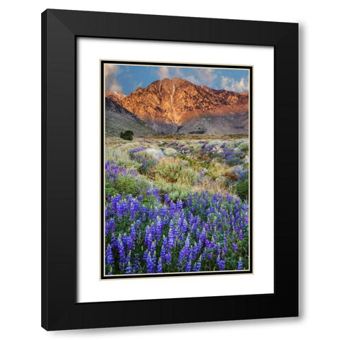 California Blooming lupine at Division Creek Black Modern Wood Framed Art Print with Double Matting by Flaherty, Dennis