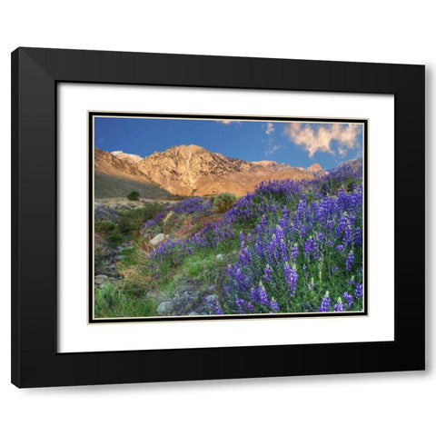 California Blooming lupine at Division Creek Black Modern Wood Framed Art Print with Double Matting by Flaherty, Dennis