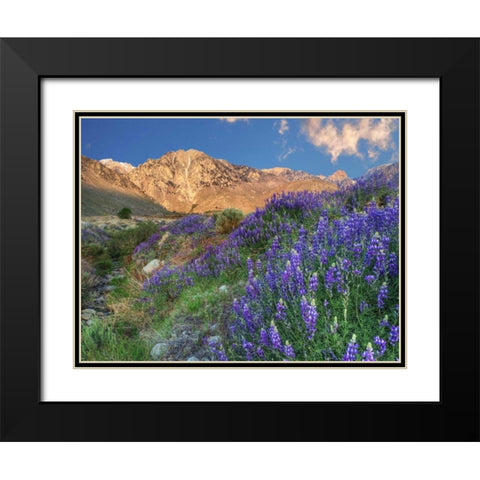 California Blooming lupine at Division Creek Black Modern Wood Framed Art Print with Double Matting by Flaherty, Dennis