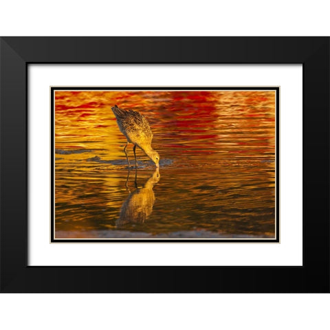 CA, San Luis Obispo Co Marbled godwit feeding Black Modern Wood Framed Art Print with Double Matting by Illg, Cathy and Gordon