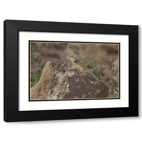 CA, Redding Canyon Great Basin collared lizard Black Modern Wood Framed Art Print with Double Matting by Welling, Dave