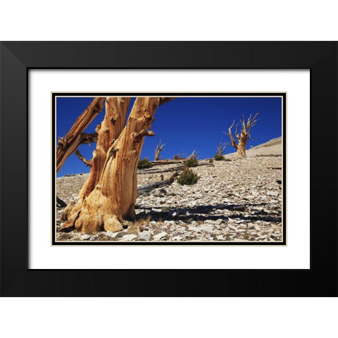 CA, White Mts Ancient bristlecone pines Black Modern Wood Framed Art Print with Double Matting by Flaherty, Dennis