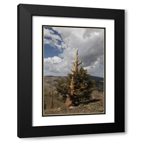 California, White Mts Ancient bristlecone pine Black Modern Wood Framed Art Print with Double Matting by Flaherty, Dennis